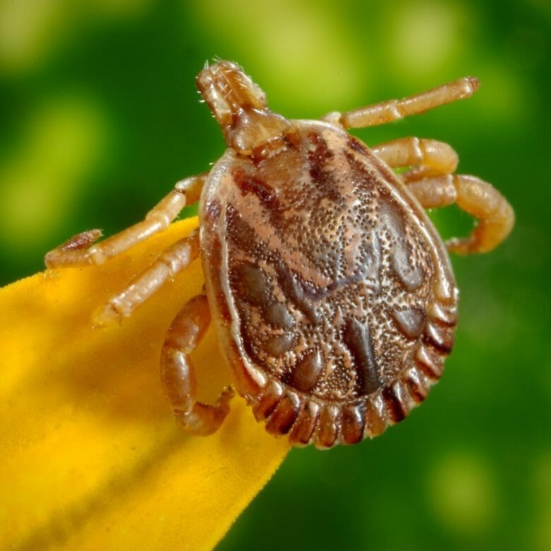 cayenne-tick-tick-male-dorsal-view