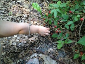 picking berries