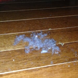 A real-life dust-bunny I found escaping from under my husband's dresser a little while ago.