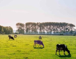 Does back-to-school anxiety have your kiddo feeling like the only purple cow out standing in the field?