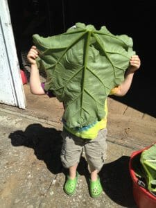 Essie showing off a leaf from some of the rhubarb she helped harvest last summer