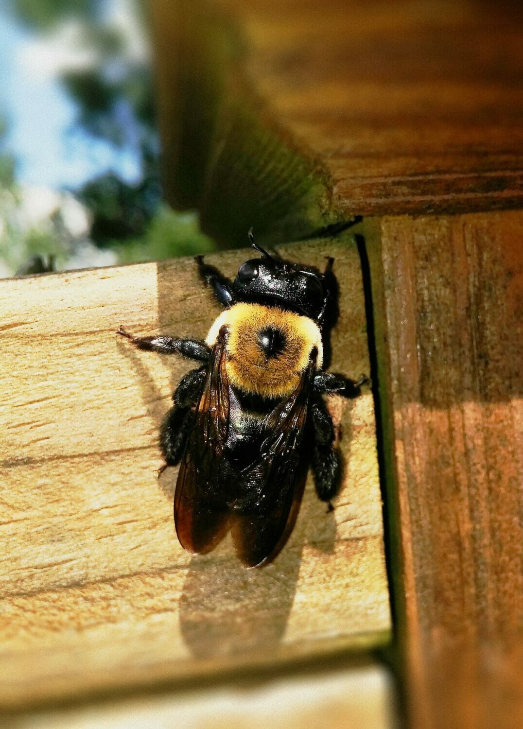  Want to avoid that "Help - something's eating my house!" feeling? Know what to look for - and how to prevent problems from termites and carpenter bees.