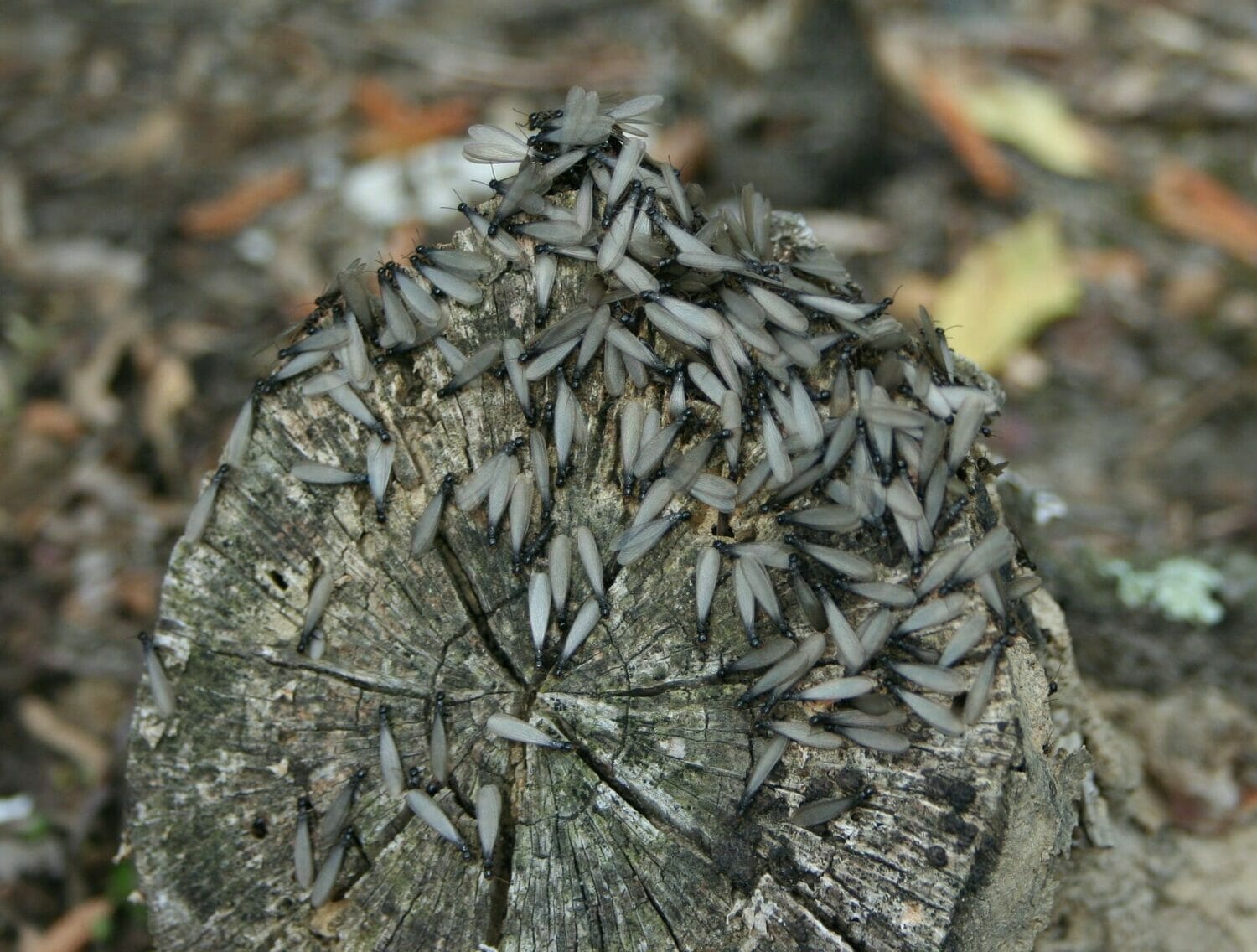 Want to avoid that "Help - something's eating my house!" feeling? Know what to look for - and how to prevent problems from termites and carpenter bees.