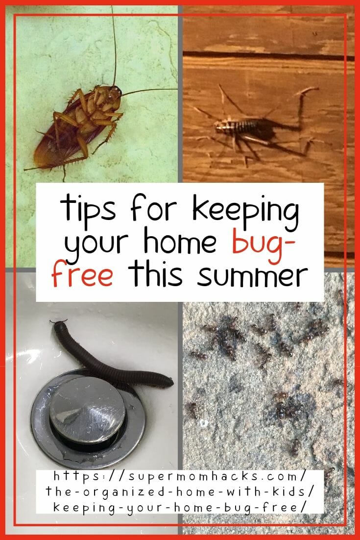 Does your home have an insect problem? Keeping your home bug-free can be tricky, but these quick and easy tips will help. Tips to Keep Your Home Bug-Free This Summer: SuperMomHacks | how to get rid of bugs in house | how to get rid of bugs in apartment | how do I keep bugs out of my house naturally | why do I have so many bugs in my house | best ways to keep bugs out of your house | natural ways to make your home critter-free | how to keep bugs out of your home | keep bugs away from your home