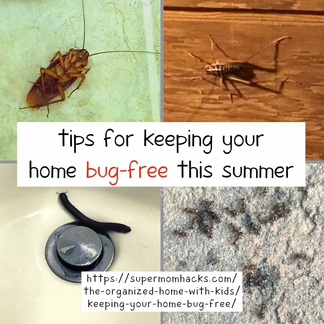 Does your home have an insect problem? Keeping your home bug-free can be tricky, but these quick and easy tips will help. Tips to Keep Your Home Bug-Free This Summer: SuperMomHacks | how to get rid of bugs in house | how to get rid of bugs in apartment | how do I keep bugs out of my house naturally | why do I have so many bugs in my house | best ways to keep bugs out of your house | natural ways to make your home critter-free | how to keep bugs out of your home | keep bugs away from your home