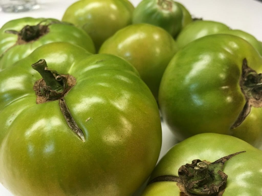 What to do with green tomatoes you harvested before the frost? My fave hack: make Fried Green Tomatoes: garden-fresh fall comfort food at its best.