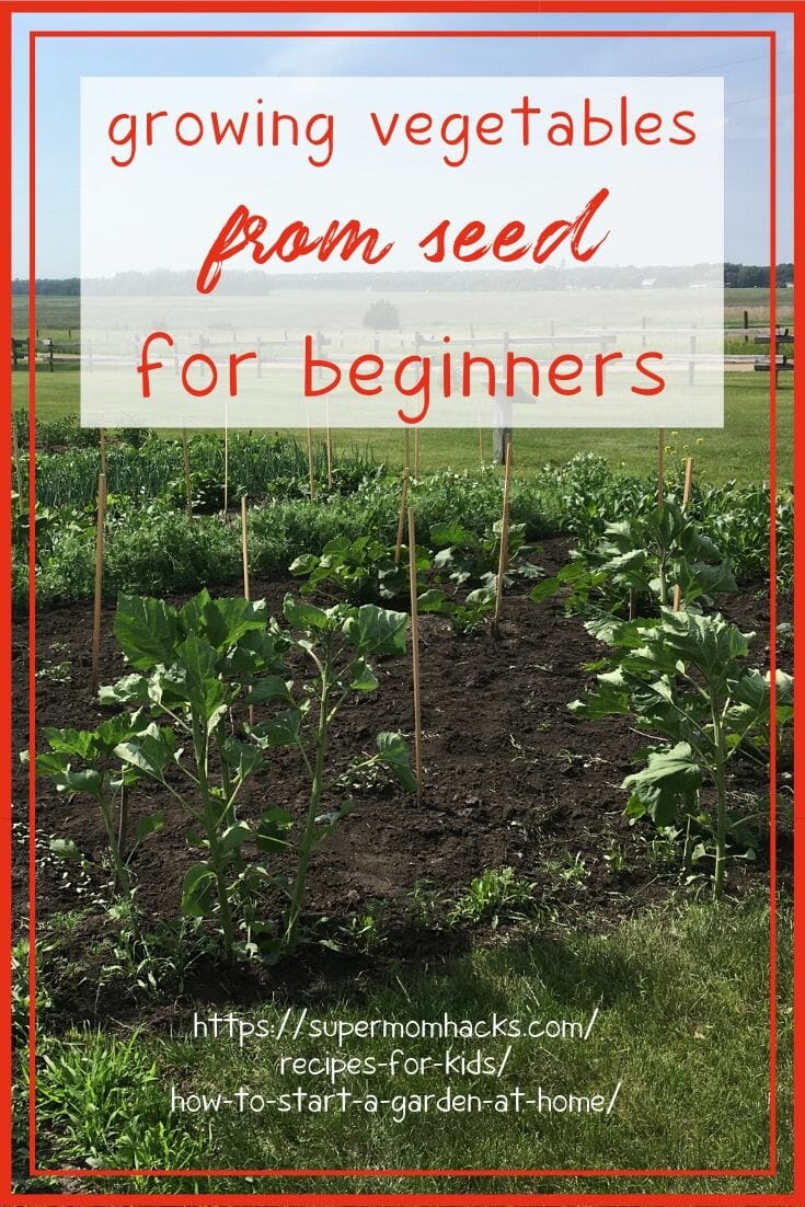 Want to start a garden at home this year, but don't know where to start? Here's what you need to know about growing vegetables from seeds for beginners.