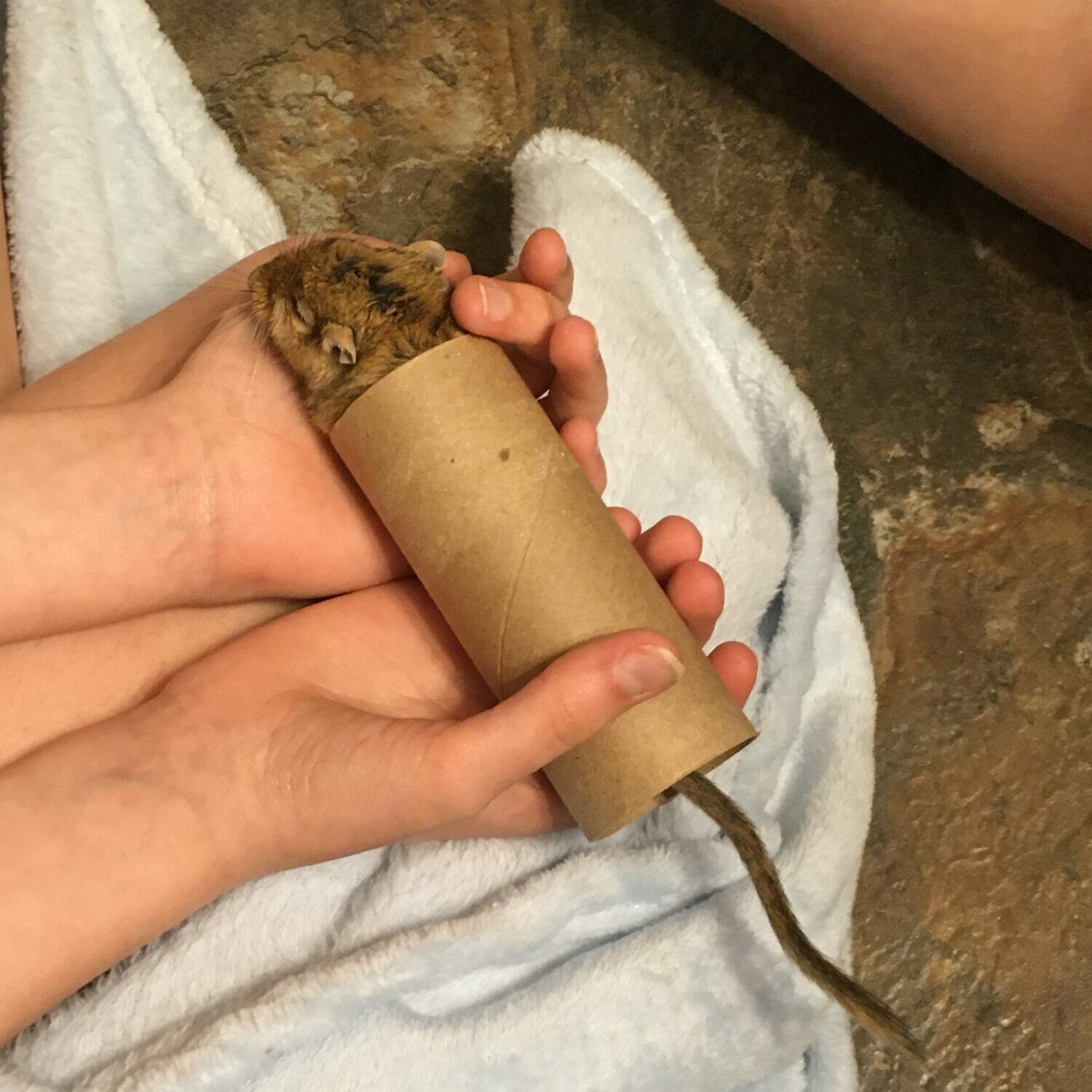 Looking for fun activities and easy crafts to celebrate Earth Day? These recycled Earth Day projects use things you have at home, like toilet paper rolls.