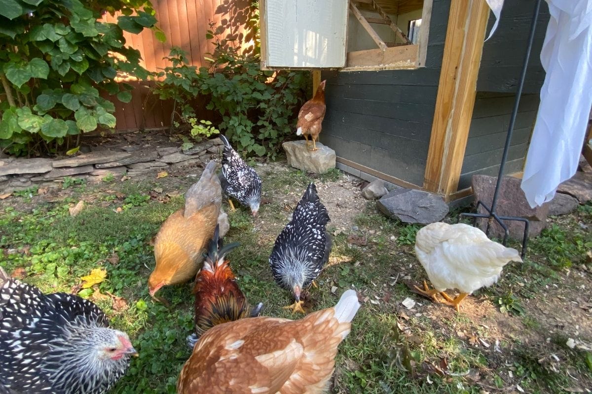 Raising Chickens: Why Raising Backyard Chickens Is So Popular - Super ...